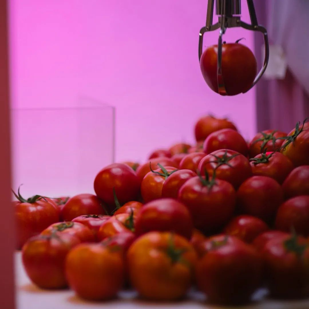 字节跳动创意宣传片：百变大咖西红柿